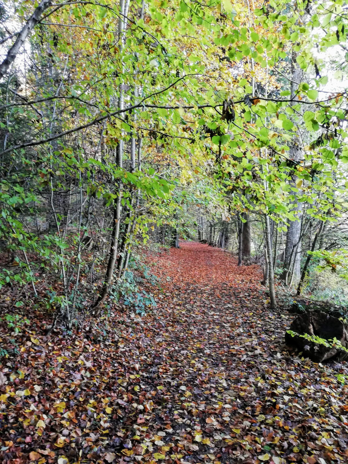 Entry into the nearby woods
