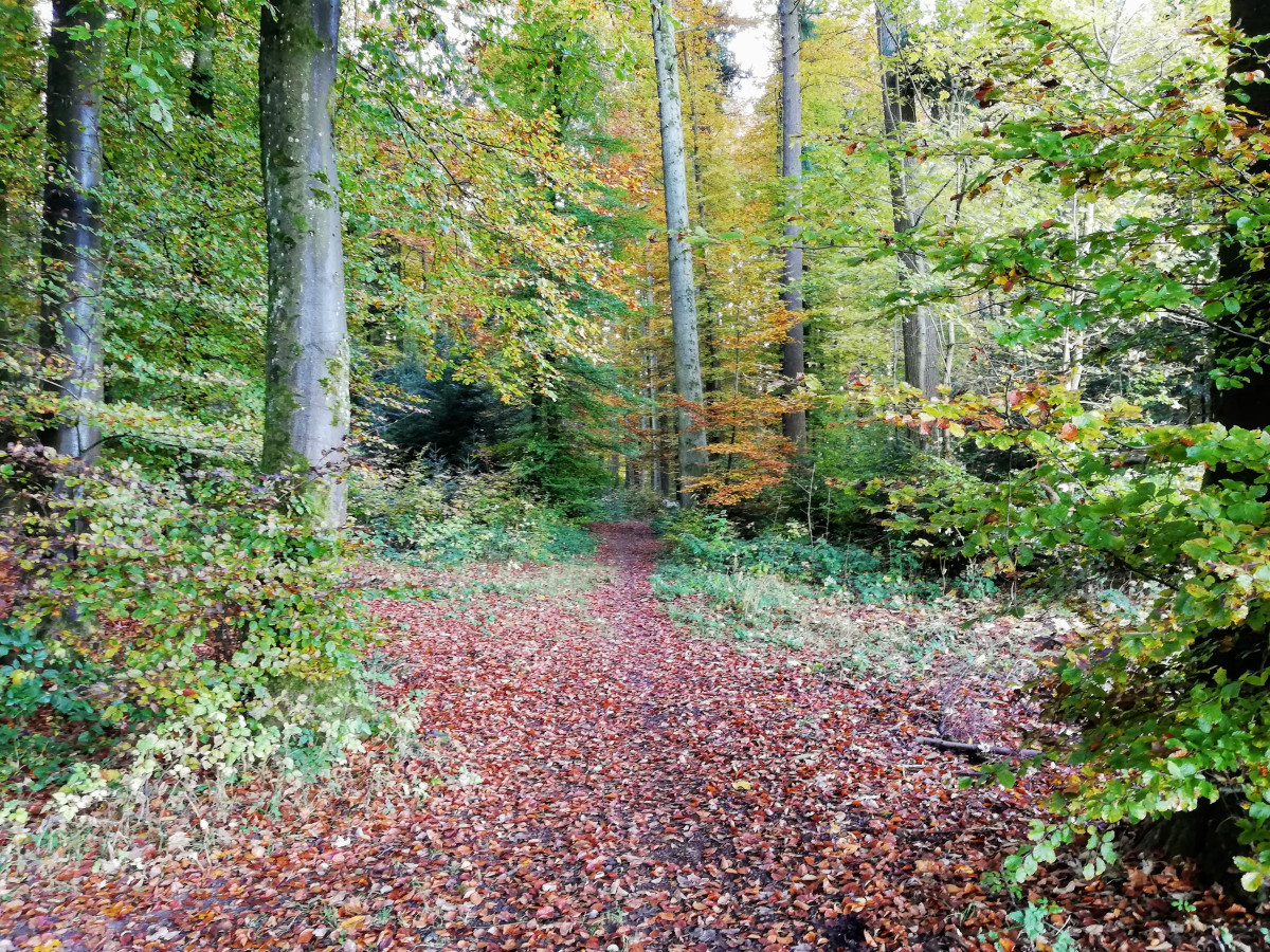 Turn left into the woods
