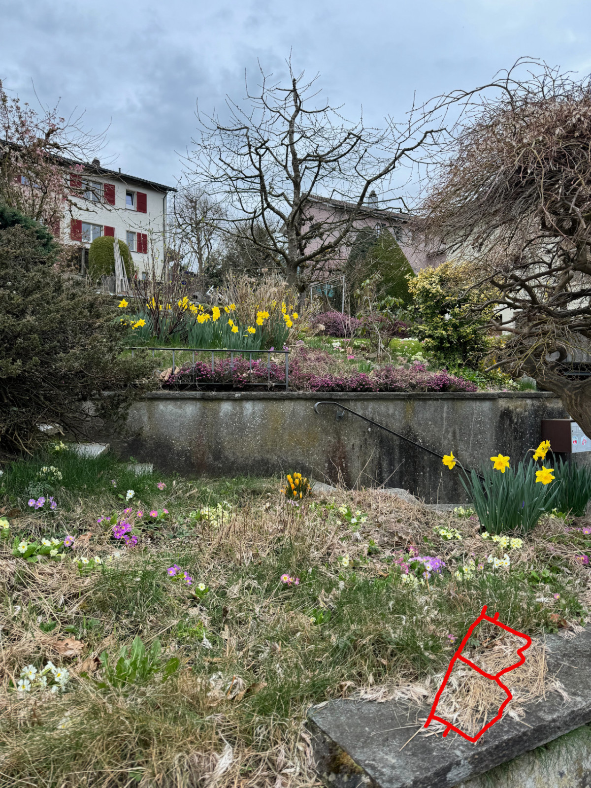 Beautiful garden with flowers 🏡🌼