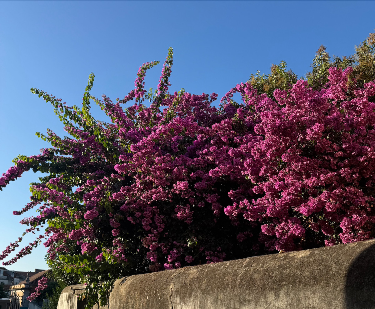 Bougainvillea flowers