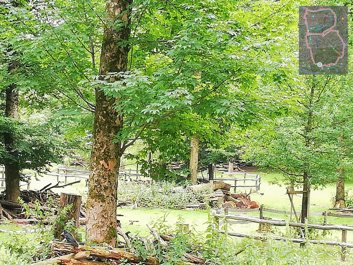Deers in Dählhölzli-Zoo