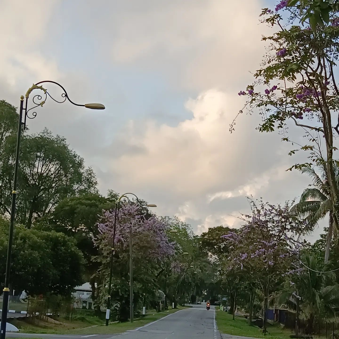 Street with blossomed trees and moped