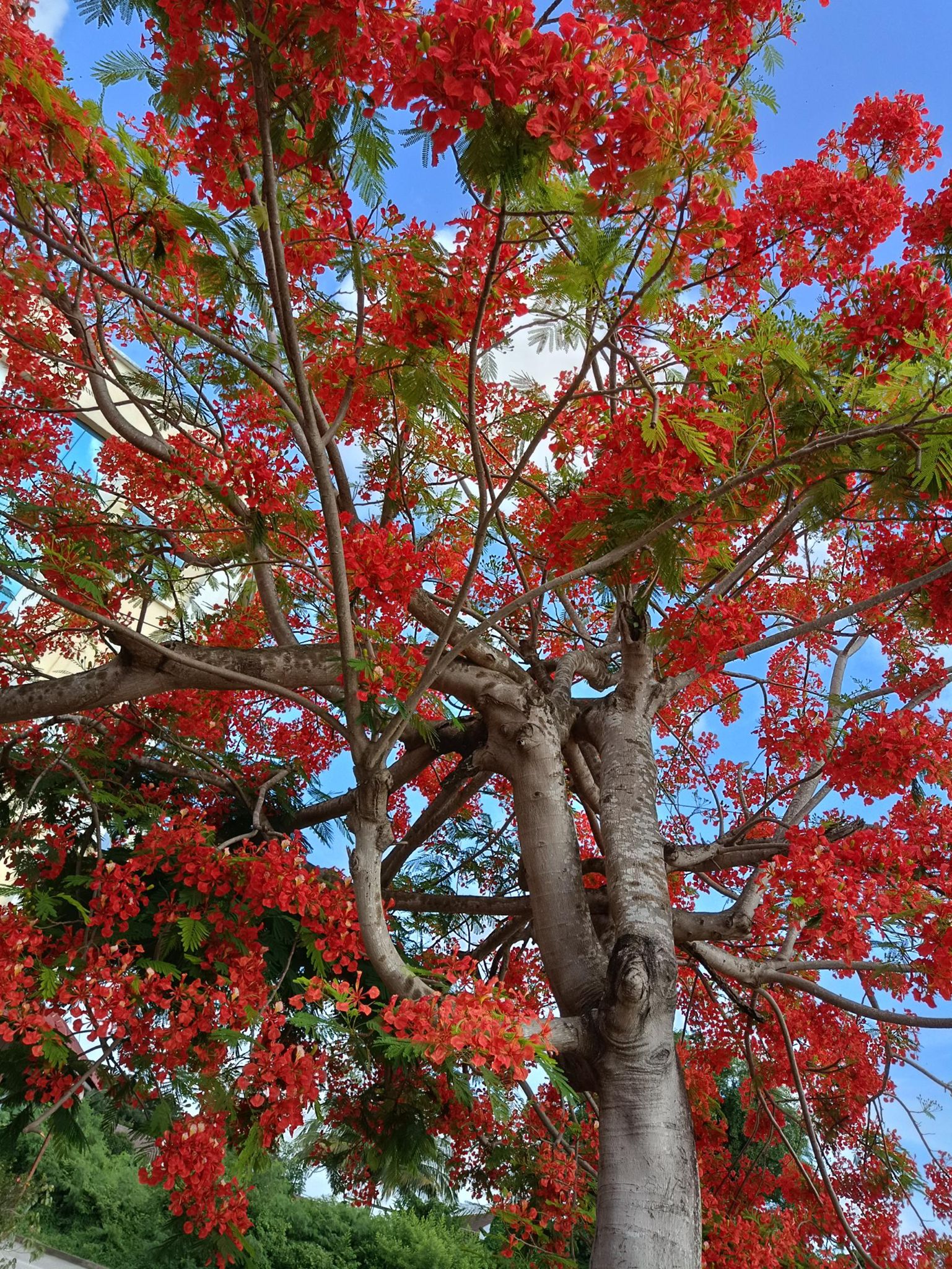 Beautiful red blossomed tree