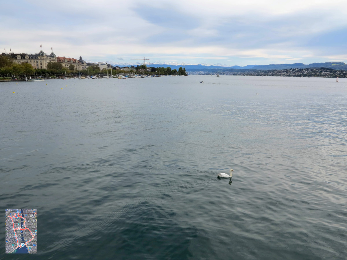 Swan on Zürich Lake